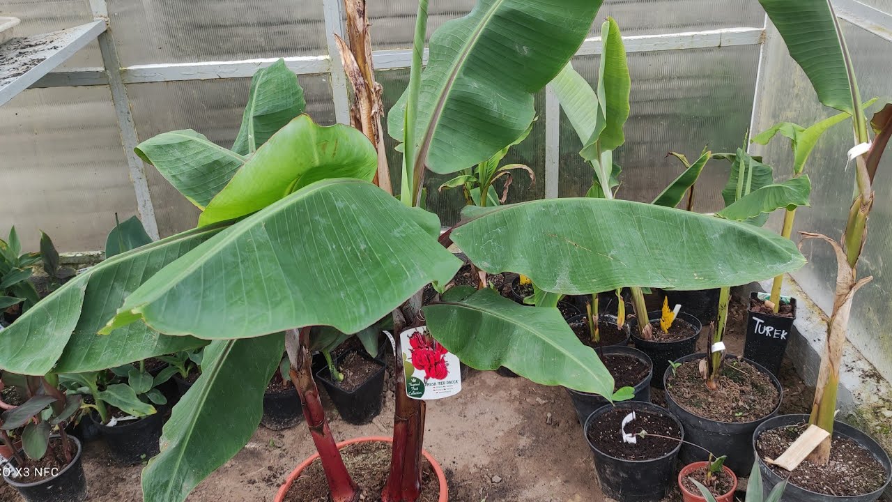 Musa Red Dacca banan dający jadalne owoce 🌱🌴🍌