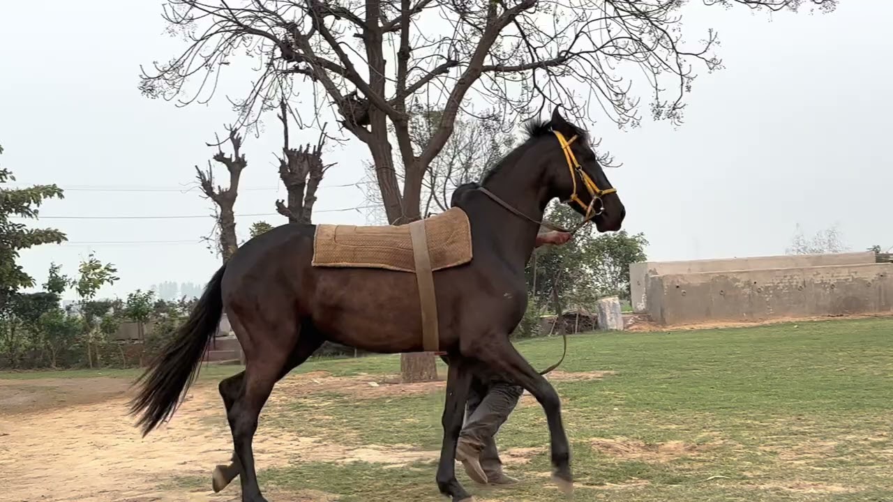 horse training putting saddle first time