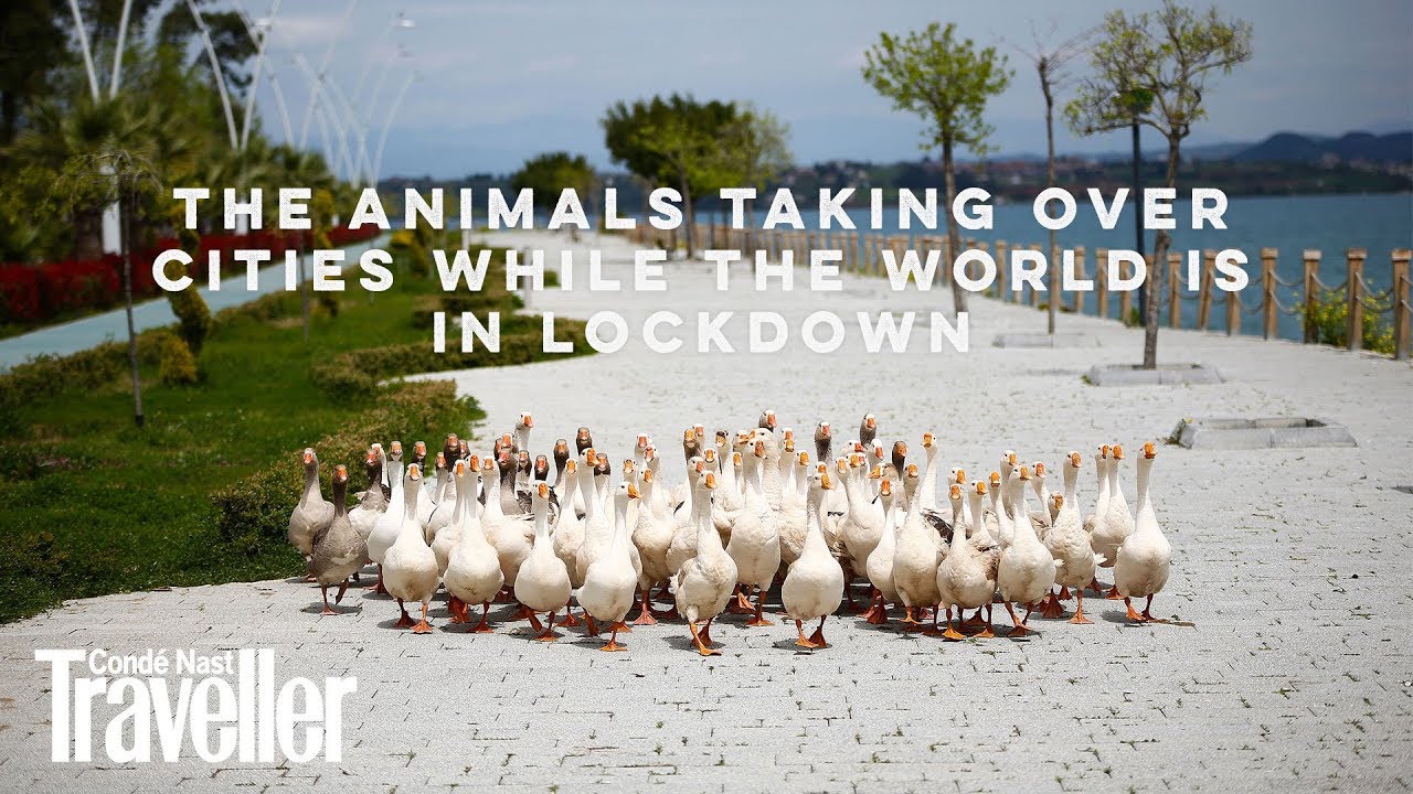 The animals taking over cities while the world is in lockdown  | Condé Nast Traveller