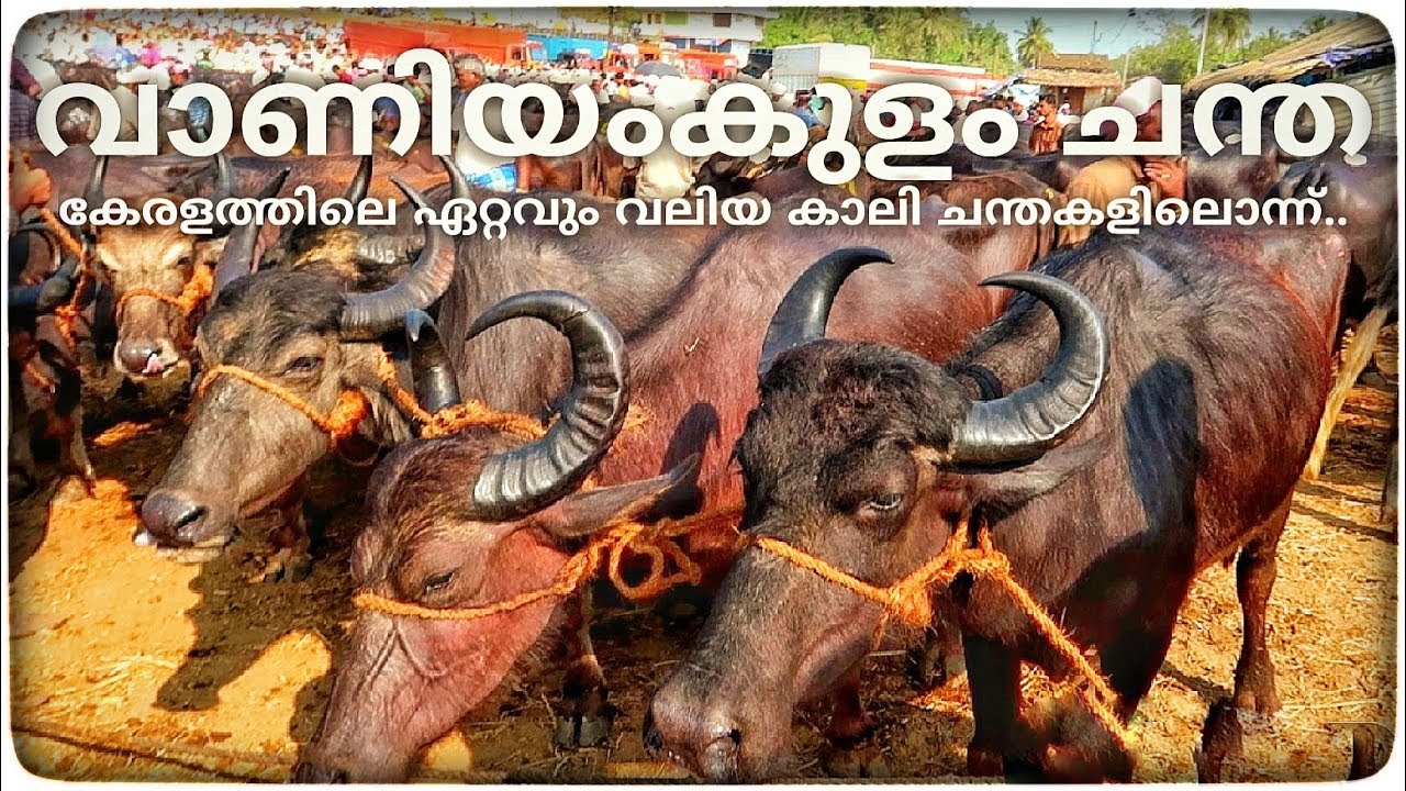 വാണിയംകുളം ചന്ത