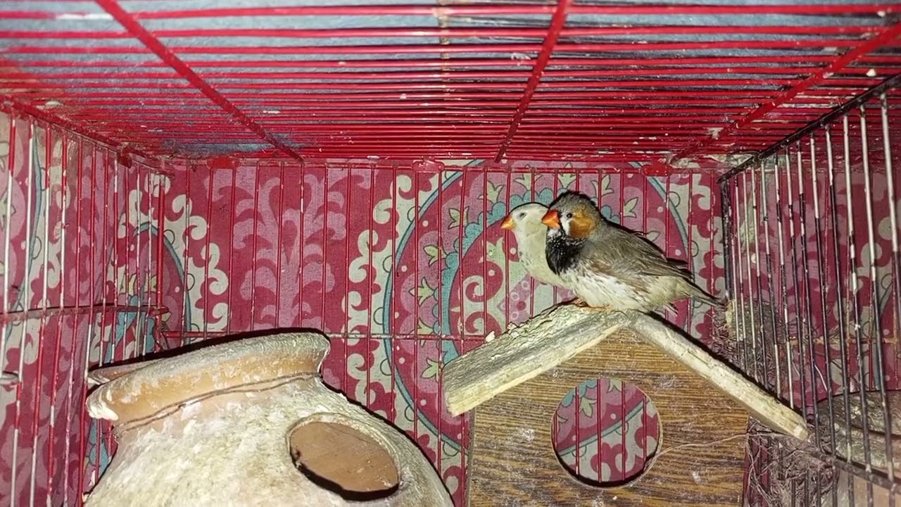 Finch pair breeder pair