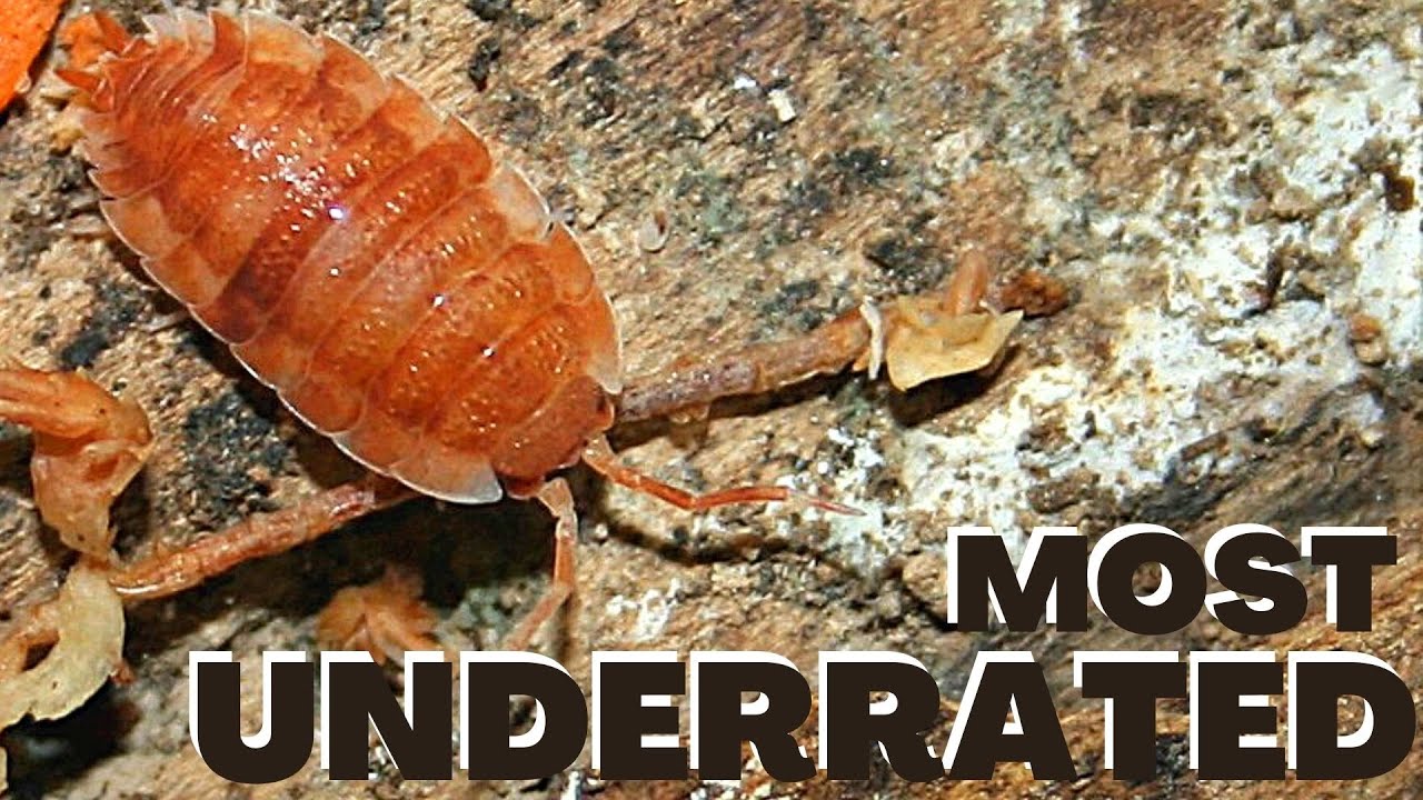 Most Underrated Isopod  |  Porcellio scaber Orange Koi