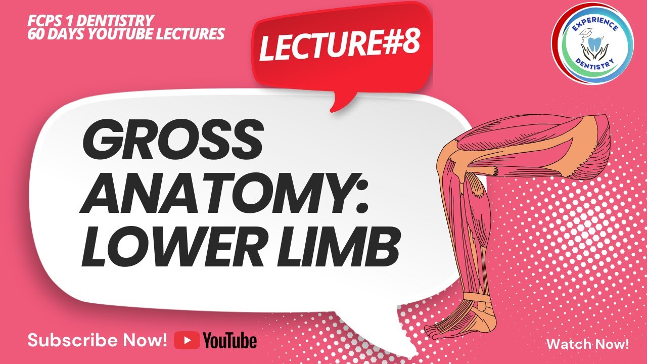Gross Anatomy: Lower Limb | Lecture #8 | FCPS 1 Dentistry 60 Days Lectures