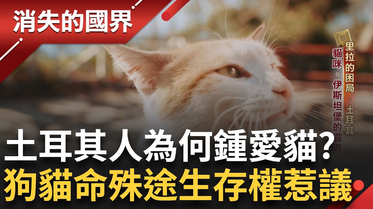 伊斯坦堡的靈魂是牠! 為貓砸重本成立研究中心復育特有種 會游泳捉魚! 揭密土耳其國寶級