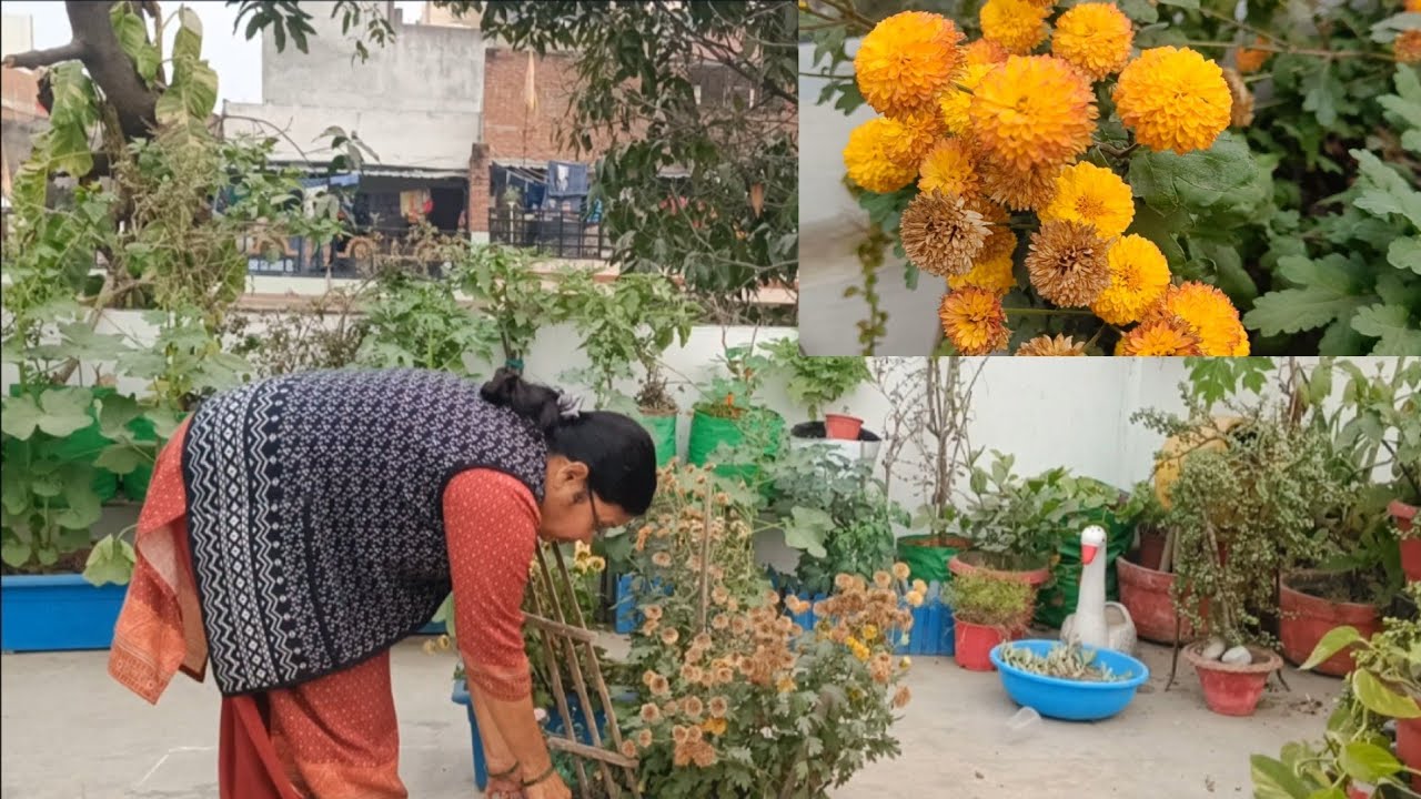 हजारों रुपया बचेंगे गुलदाऊदी से अगर ये काम होगा Save thousands rupees frm chrysanthemum by working 