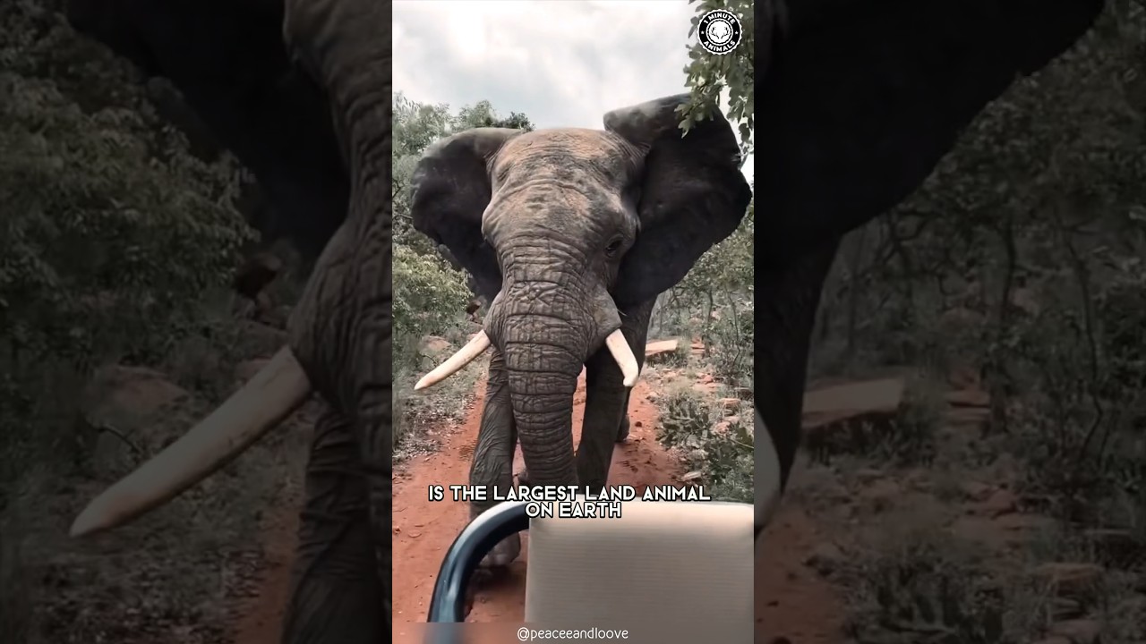 Африканский слон 🐘 Истинное значение семьи!