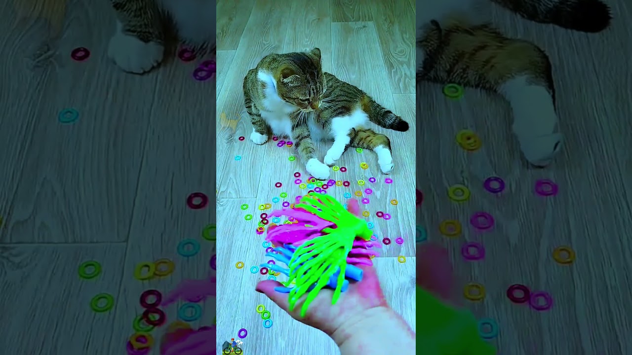 "ASMR Cat Barsik ✋⭕ Reverse video 