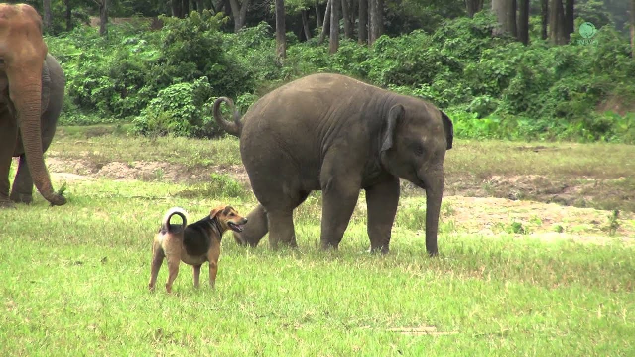 Baby elephant Yindee VS a dog - ElephantNews