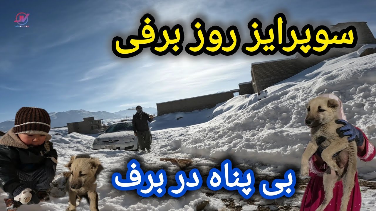 مهمان کوچک در روز برفی ☃️در این سرما تنها مانده🐶تصمیم که گرفتیم🤔#نجات_سگ #زمستان 