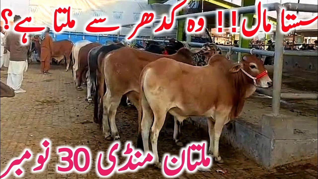 Multan Cow Mandi | Sahiwal, Cholistani Brahman Qurbani Bull Fresh Update || Global Village Farming 