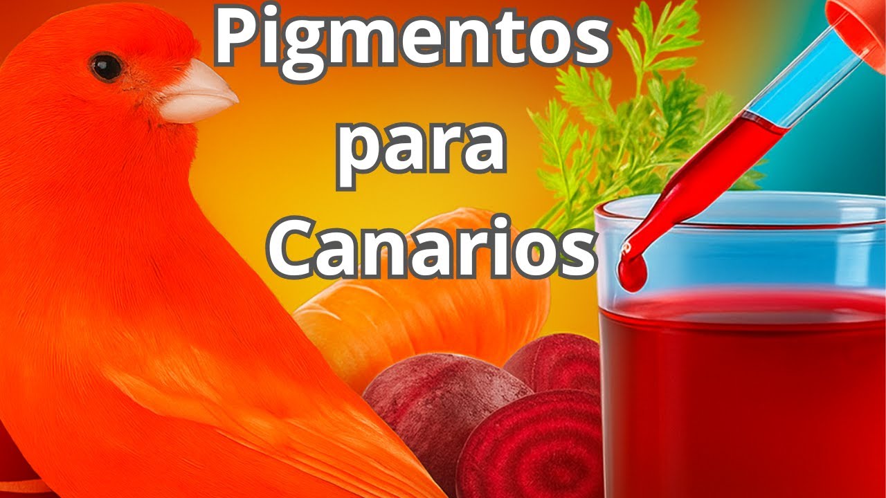 LOS MEJORES COLORANTES para CANARIOS ROJOS (Así se pigmentan los canarios de factor rojo)