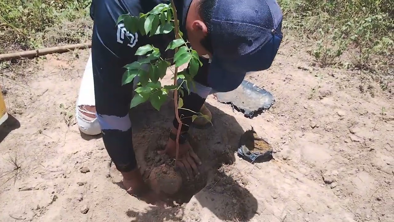 Segunda parte do vídeo, como plantar a muda de Umbu Gigante!!