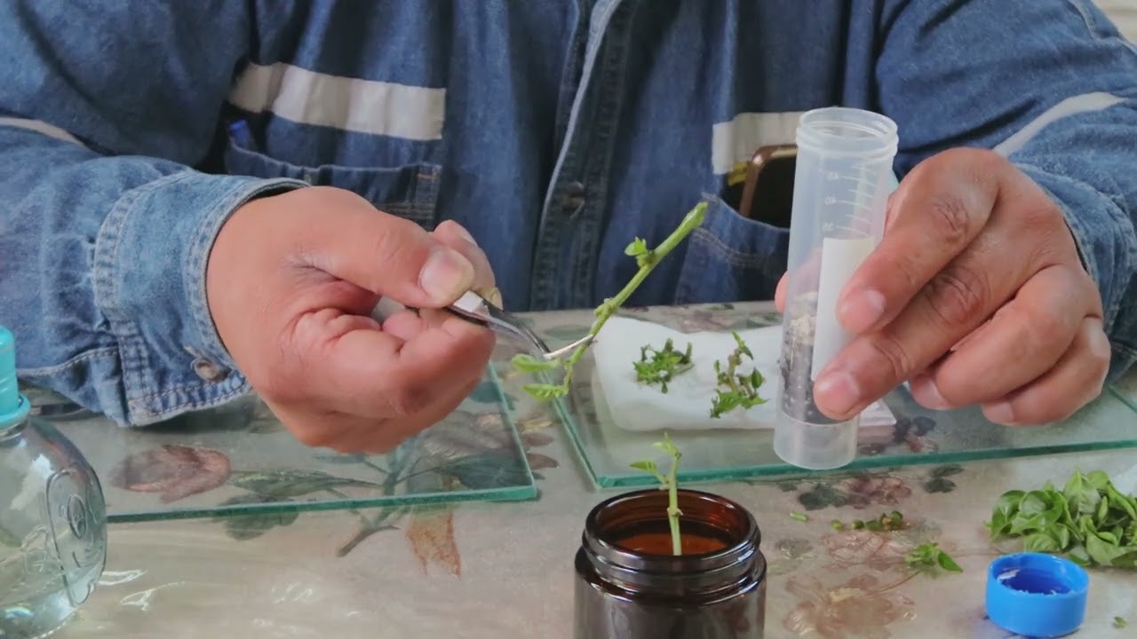 COMO PROPAGAR ESQUEJES DE CUALQUIER PLANTA EN CASA DE MANERA SENCILLA: CHILE HABANERO CHOCOLATE