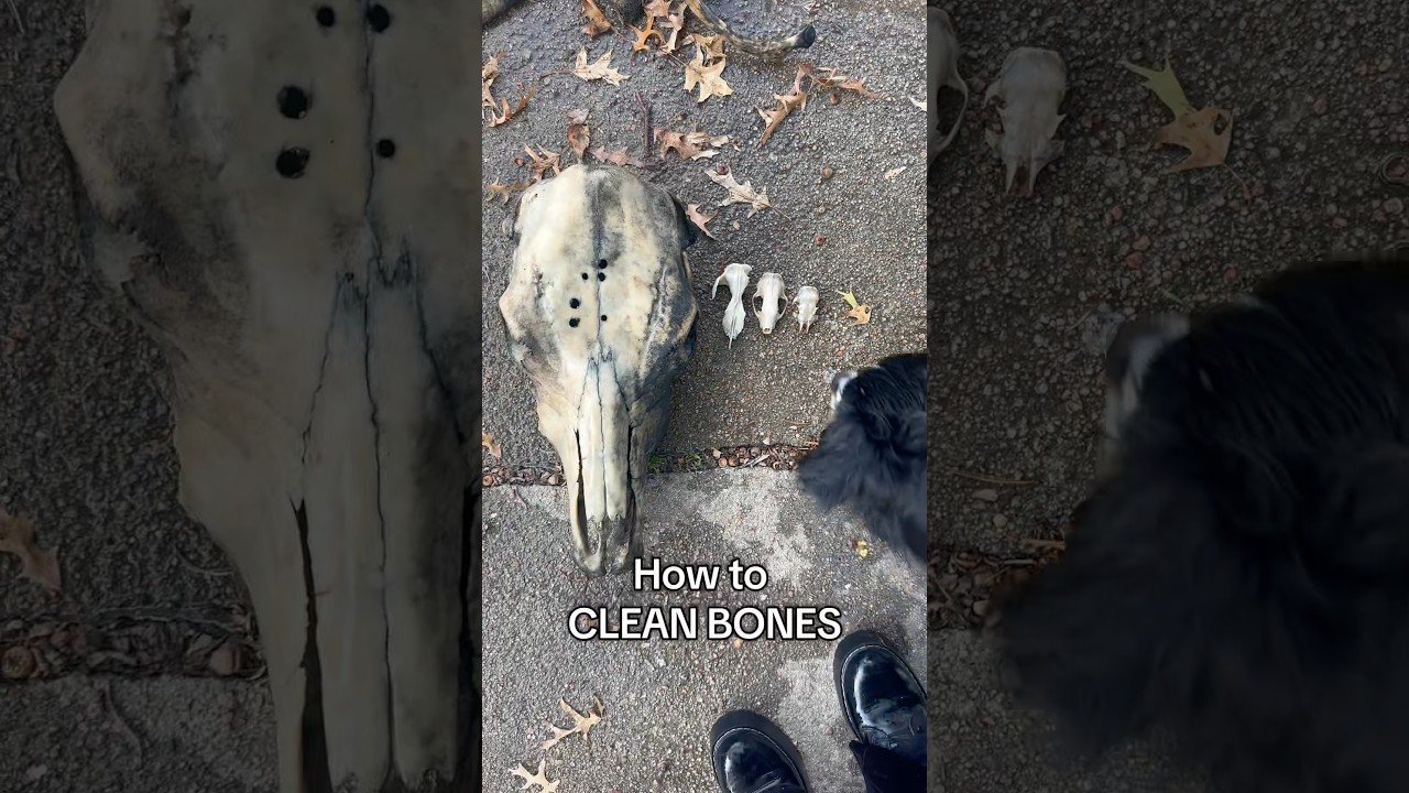 How to clean bones