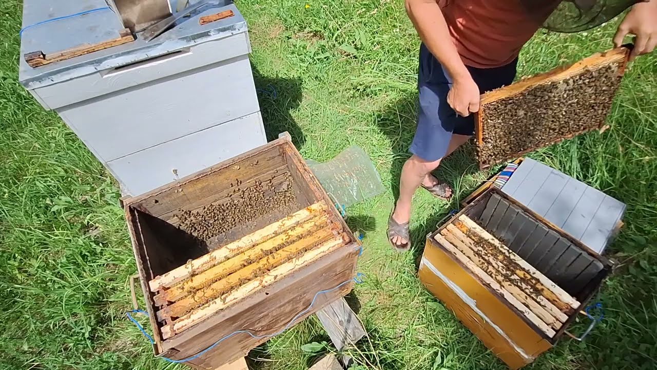 14 iun 24 - O familie de albine dată-n două roiuri artificiale. 🤨
