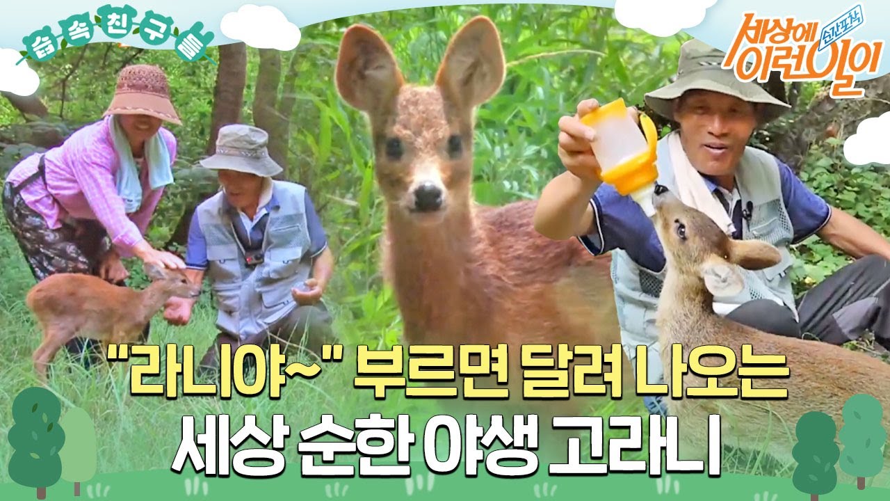[#습속친구들] 🐶개 같은 고라니🦌목숨 구해준 부부를 개처럼 잘 따르는 야생고라니! #순간포착세상에이런일이 #WhatonEarth #SBSstory