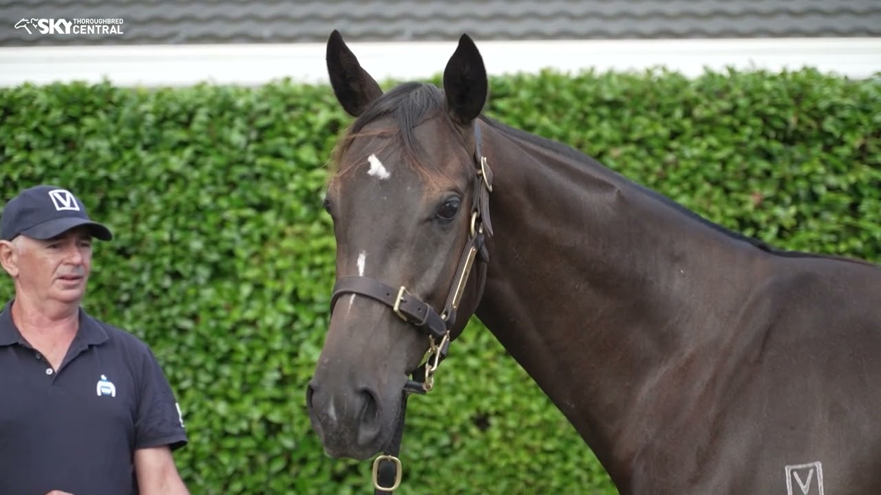 PENCARROW - 2026 NZB YEARLING SALE PREVIEW