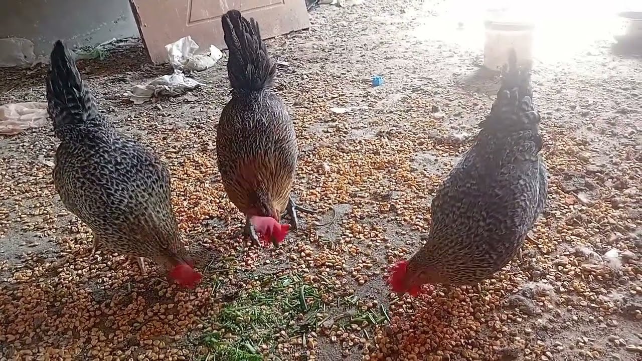 بمعلقة واحدة فراخك هتبيض 🥚🥚 ع اربع شهور وتعالي شوفي بنفسك