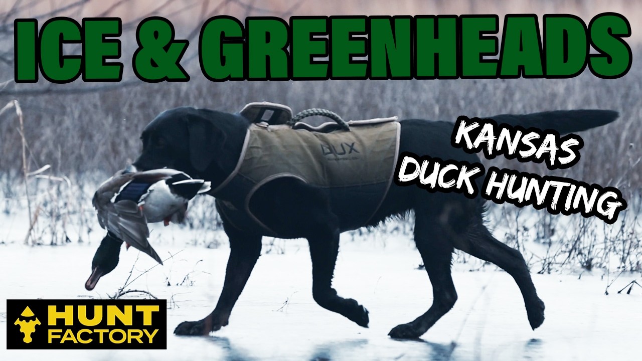 Public Land Fighting Ice - Kansas Greenheads