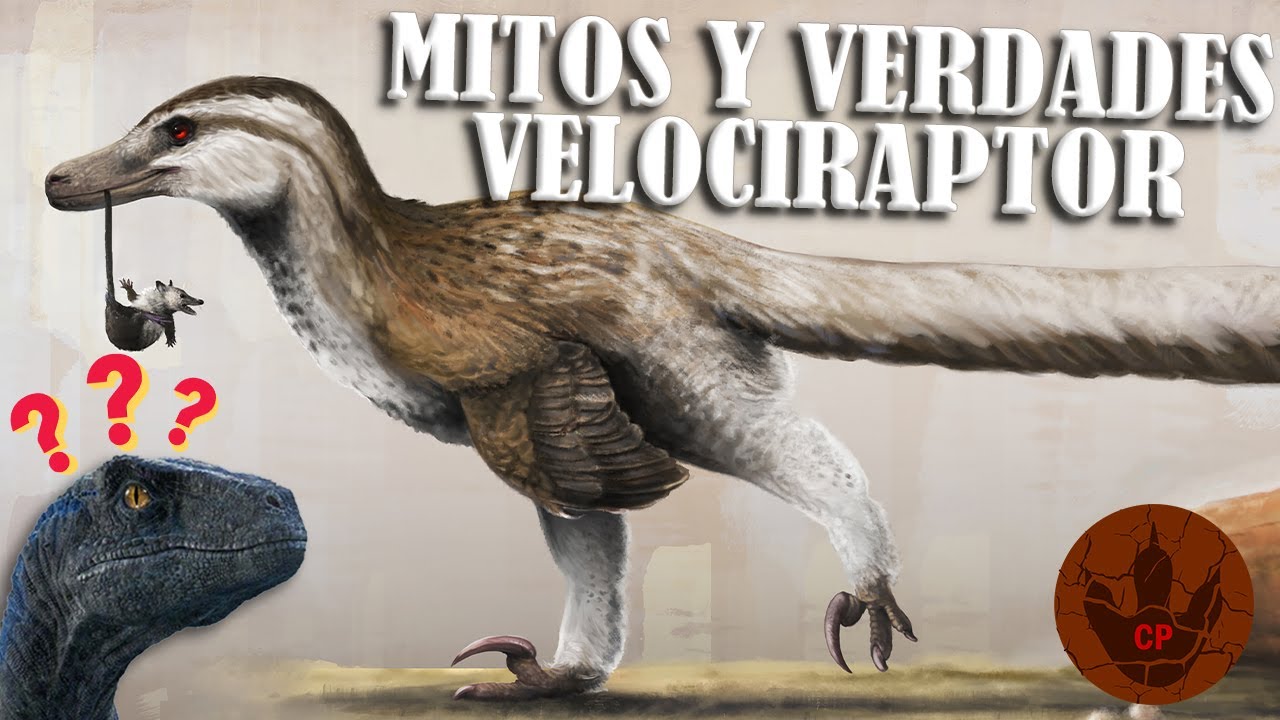¡MITOS Y VERDADES DEL VELOCIRAPTOR!