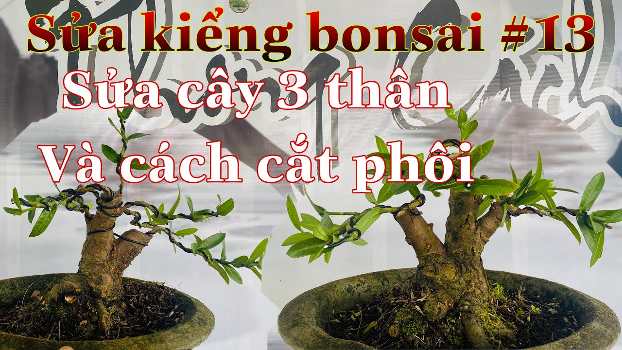 cách sửa kiểng bonsai #13 | sửa và tạo dáng cây bonsai 3 thân | sửa cây bonsai nhiều thân |
