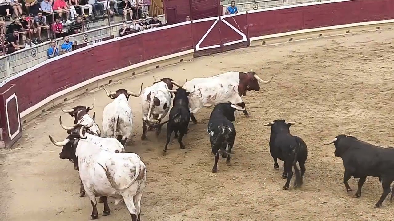 Toros del Conde de la Corte.🔔👍✍️