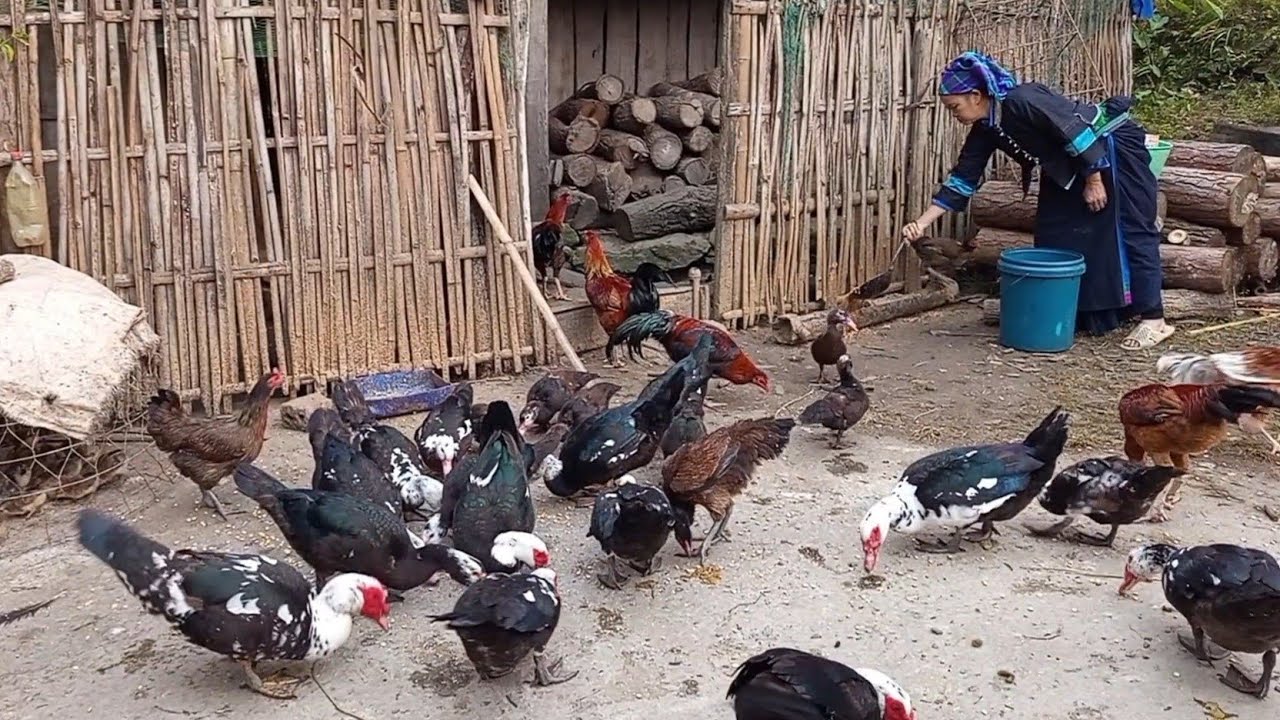 Simple Rural Life: Livestock Farming and Daily Life in Vietnam’s Highlands