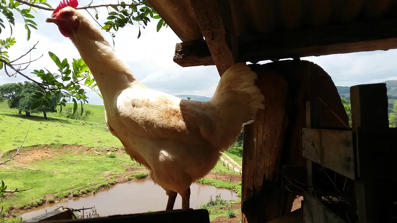 Galinha Caipira  cantando