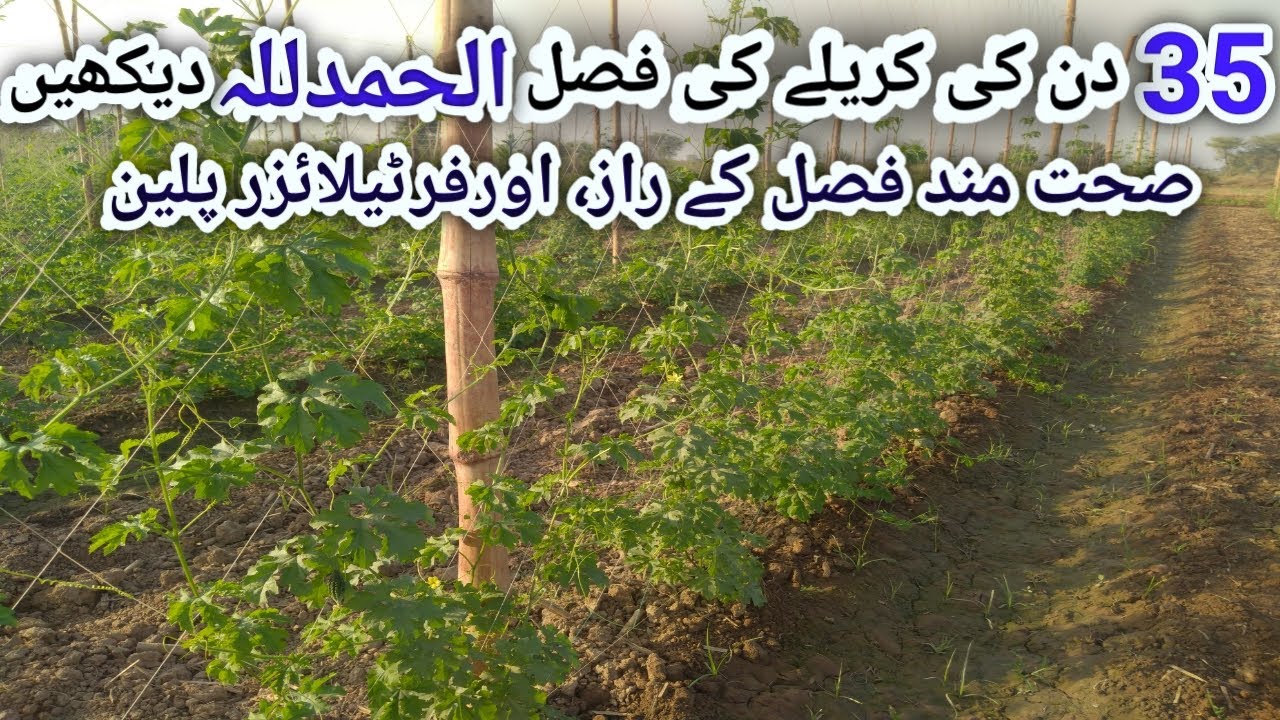 Bitter Gourd(کریلا)Karela Farming||Agriculture Guru