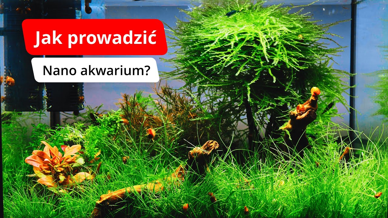 Jak prowadzić nano akwarium? Poradnik - WSKAZ&Oacute;WKI PO 1,5 ROKU.