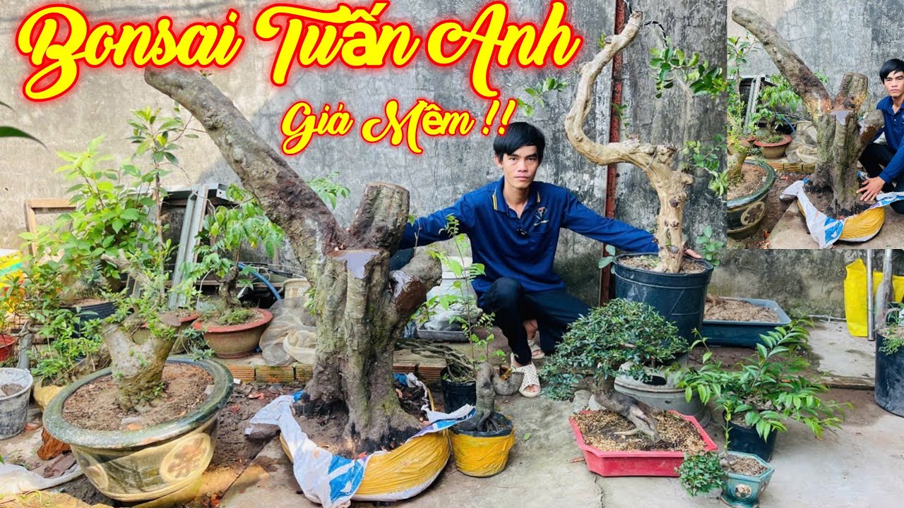 TUẤN ANH | #0334303551 | GIÁ MỀM CUỐI NĂM NHIỀU CÂY ĐẸP KHẾ GIÀ, LÊKIMA, ỔI TÀU, KIM QUÝT, NGUYỆT...