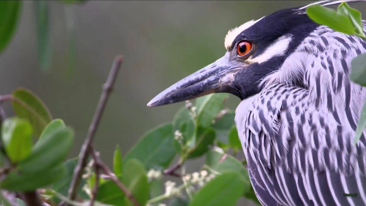 Maps and Diagrams - Jasper