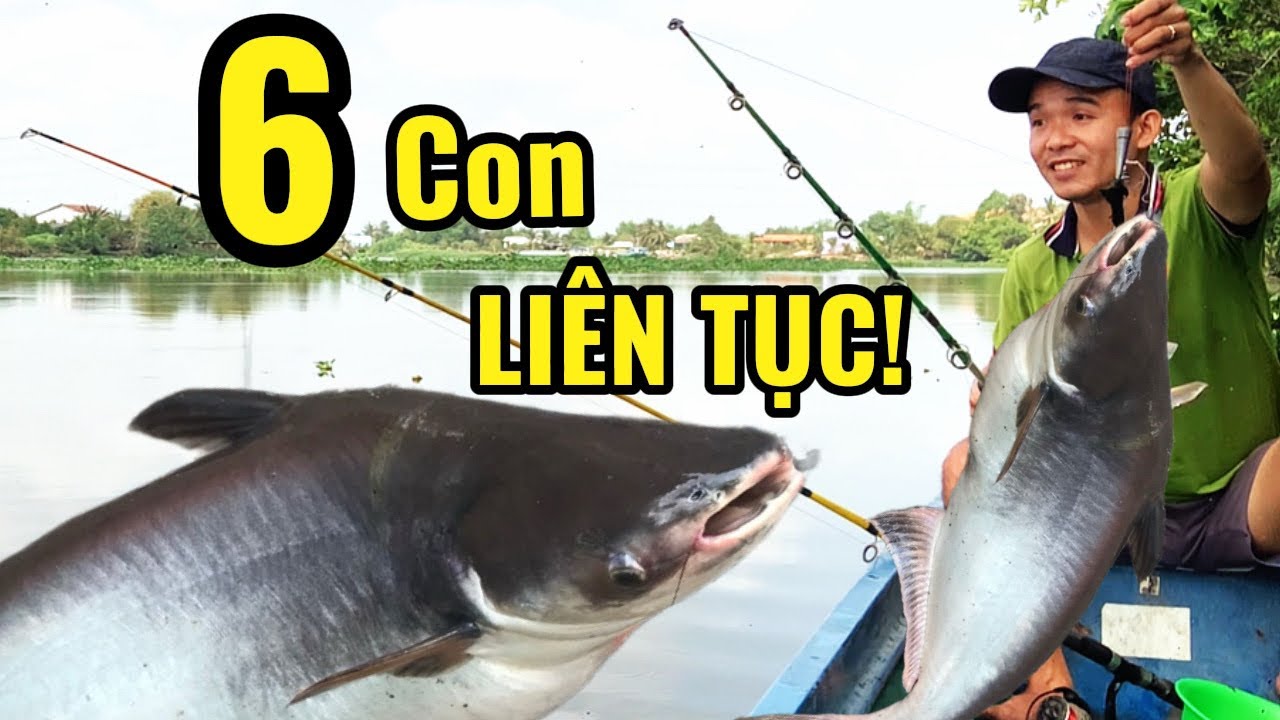 Câu Cá Trên Sông Vàm Cỏ Dính 6 Con Cá Tra Liên Tục | Trúng Ổ Cá Lớn