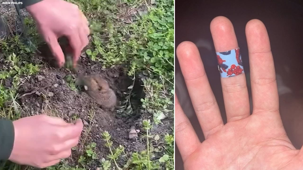 College students rescue tiny gopher, but get huge ER bill