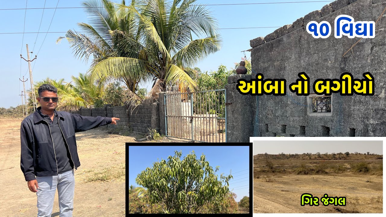 મેંદરડા તાલુકા મા નતાડિયા થી ૧ કિમી ૧૦ વિઘા 📞+6390302302