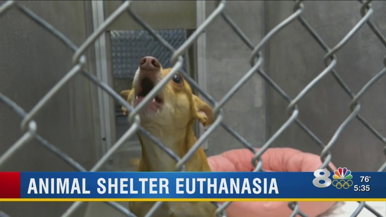 Animal shelter euthanasia