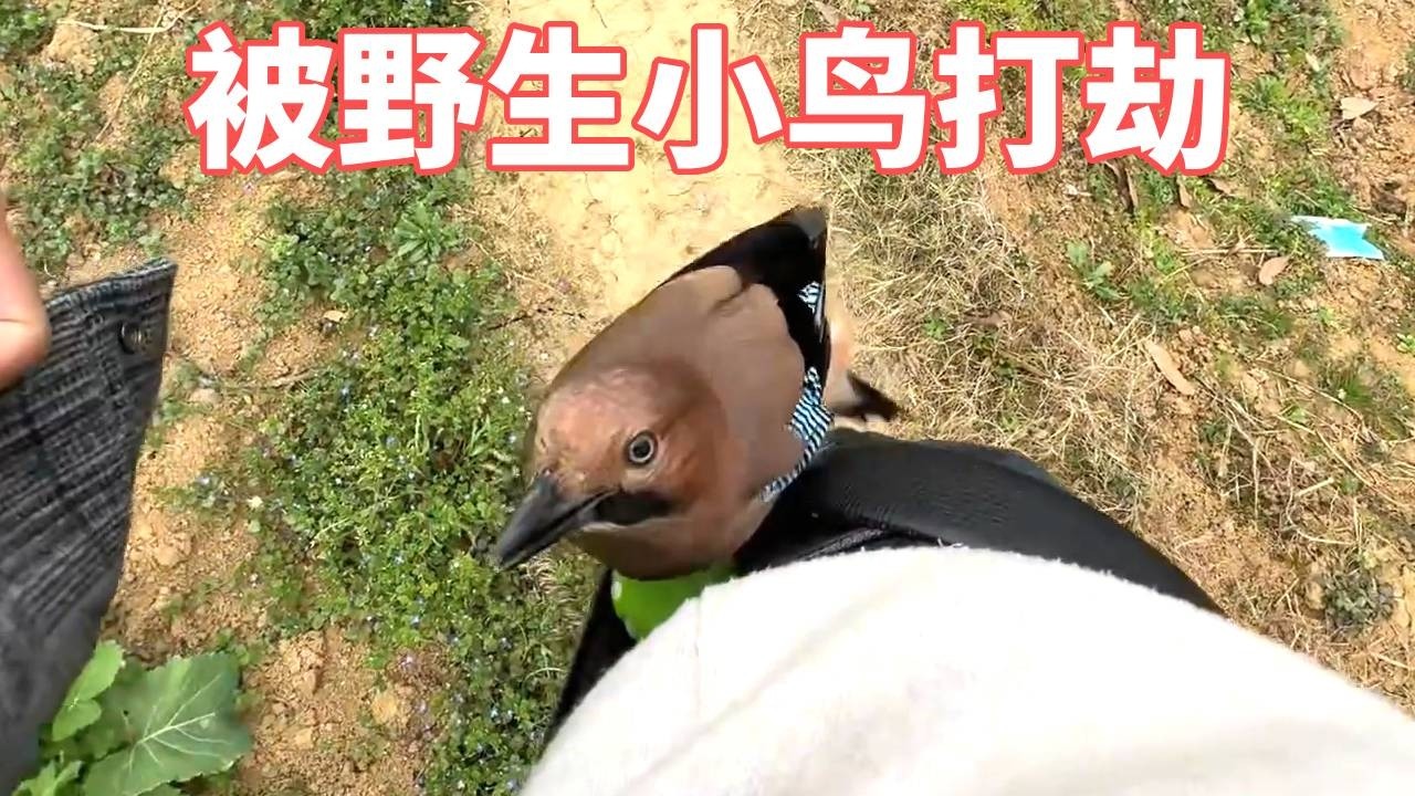 鸟哥在野外居然被野生小鸟打劫了，直接在口袋里抢食物~#动物世界 #动物搞笑视频 #动物趣事 #神奇动物 #人与自然