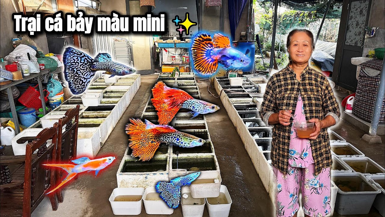 🌟 Секретный уголок гуппи моей мамы 🐠✨ Маленькое место — большая любовь!