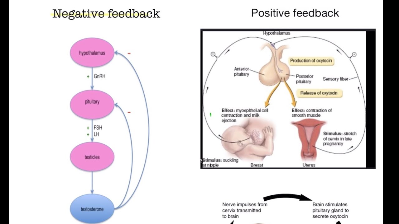 Hormone harmony:Exploring Endocrinology&rsquo;s Feedback loops