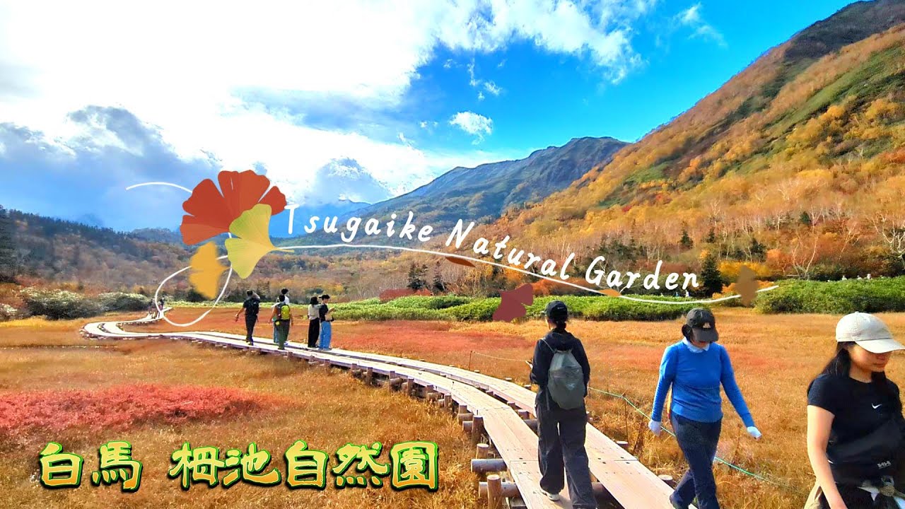 【栂池自然園】白馬連邦を望む紅葉の栂池自然園 #長野県小谷村 #信州紅葉 #sightseen #つがいけ #nagano #japan #甲信越ナンバーワン紅葉スポット #tsugaike