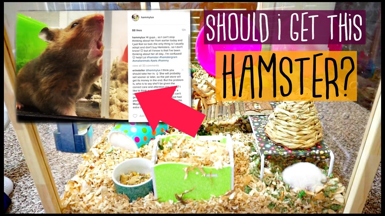 SHOULD I GET THIS HAMSTER?! 🐹 | Petco