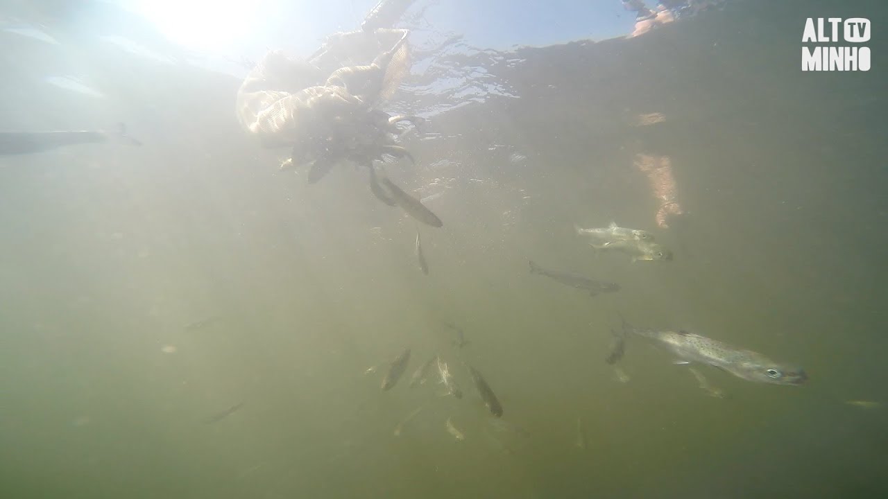 Rio Minho repovoado com mais de 6000 salm&otilde;es | Altominho TV