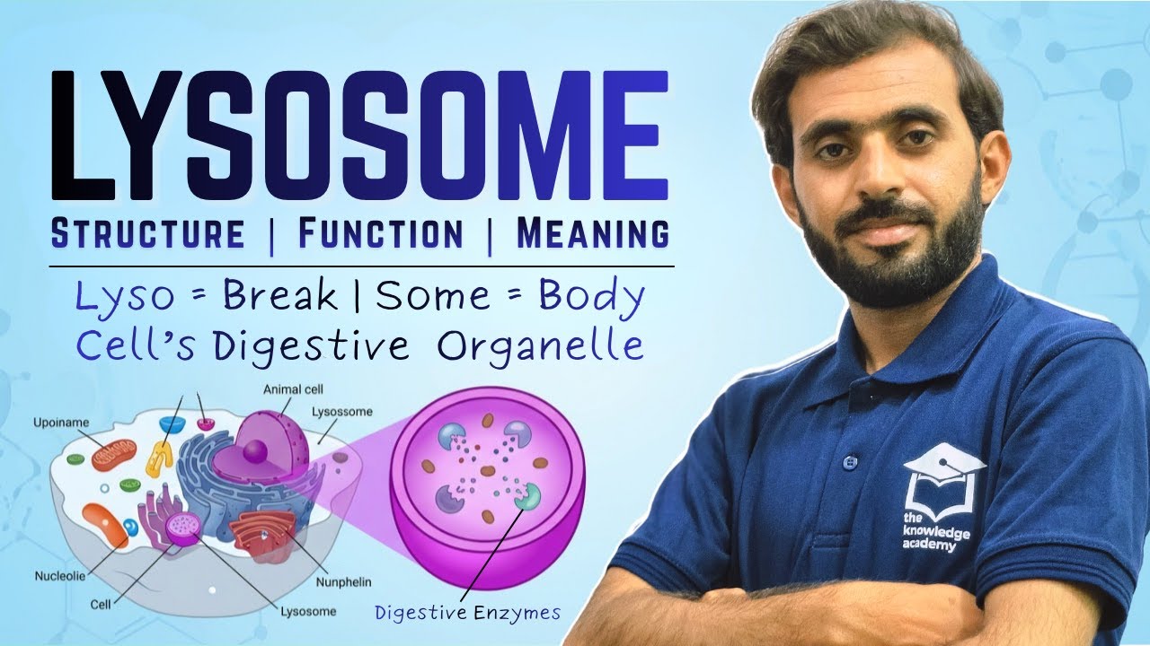 Class 11 Biology | Lysosome Structure, Function & Meaning Explained with Diagram #lysosome