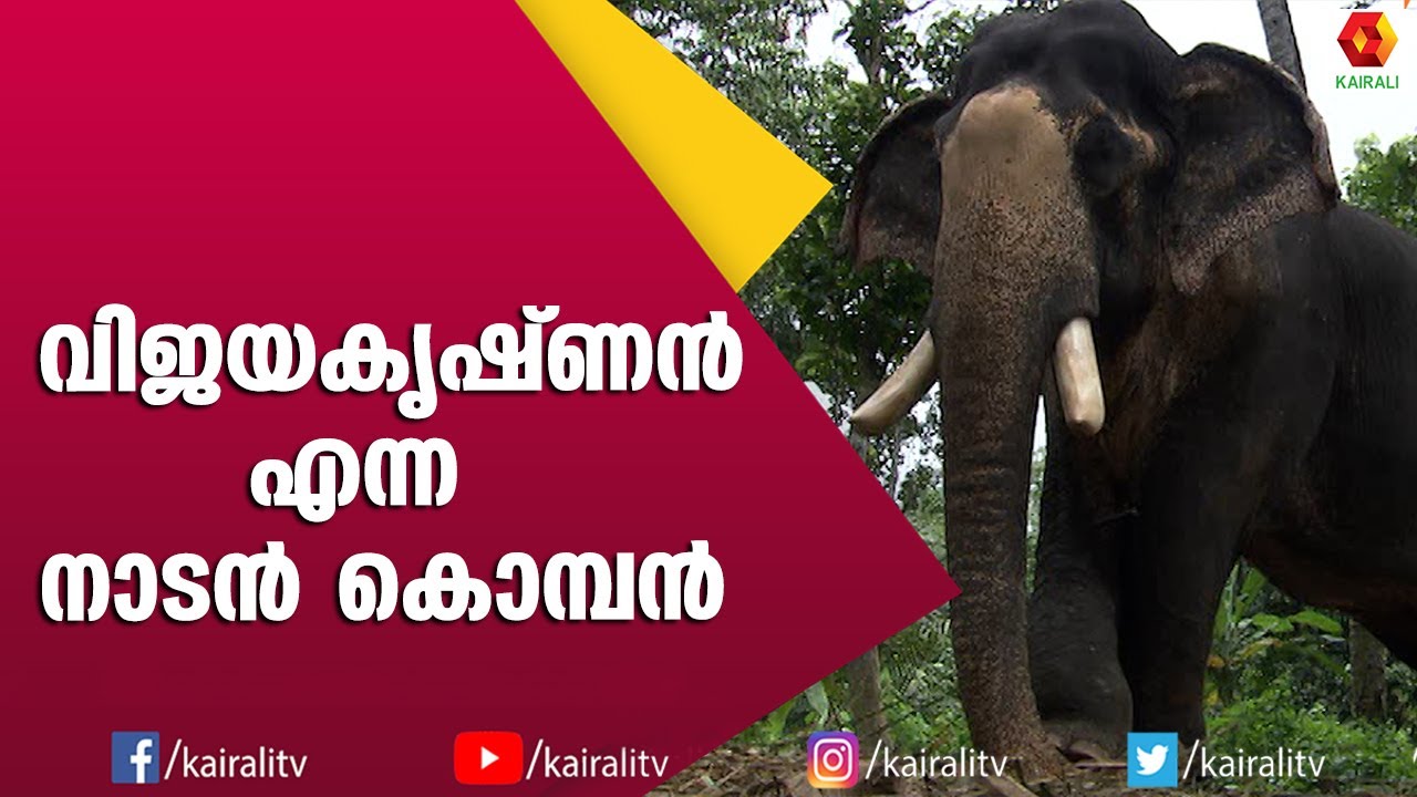 കൂപ്പിലെ പണിക്കിടയിൽ വിജയകൃഷ്ണന് പറ്റിയ അപകടം | E4Elephant | Vijayakrishnan