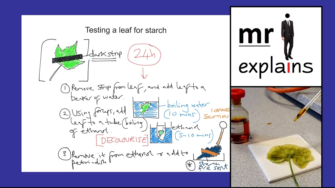 mr i explains: Testing a leaf for Starch