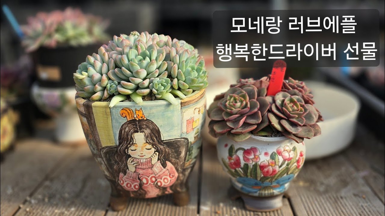  #솜씨공방분#에 모네다육이#랑 #러브에플다육이#다육이 #초보다육 #포천킵장 #킵장다육 #선물