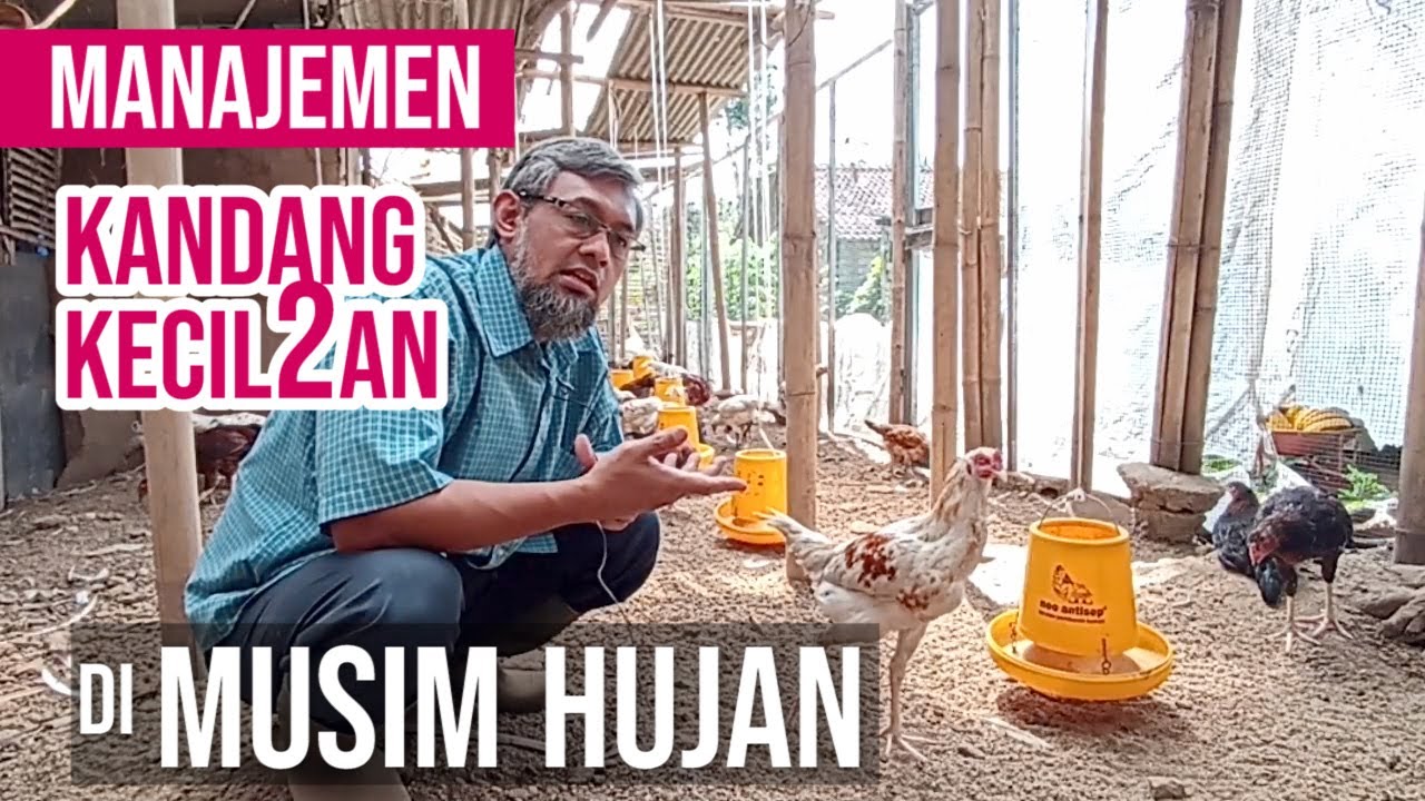 Terapkan 2 Manajemen ini untuk Kandang Ayam Kecil-kecilan Sederhana Anda di Musim Hujan