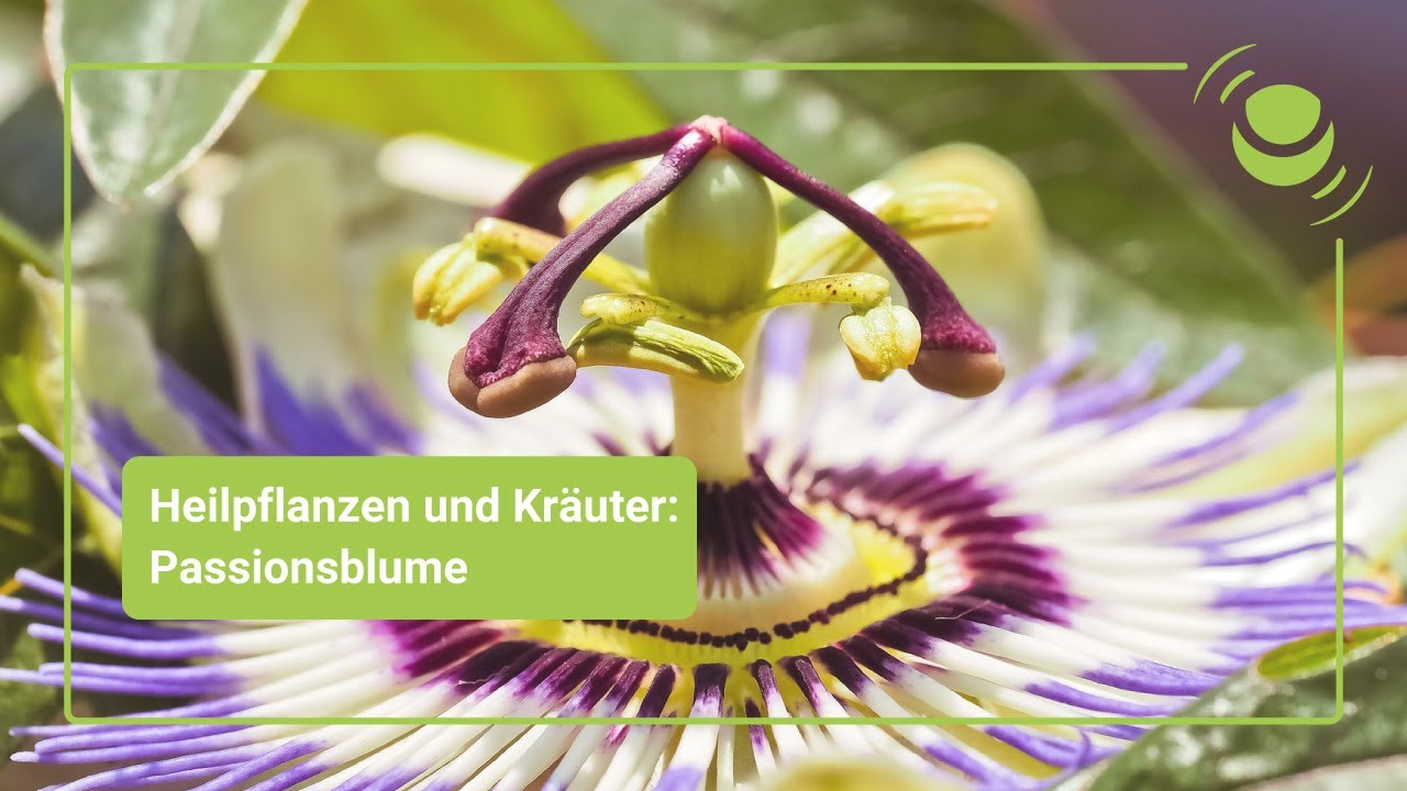Passionsblume – Alles, was du über ihre Wirkung wissen solltest.