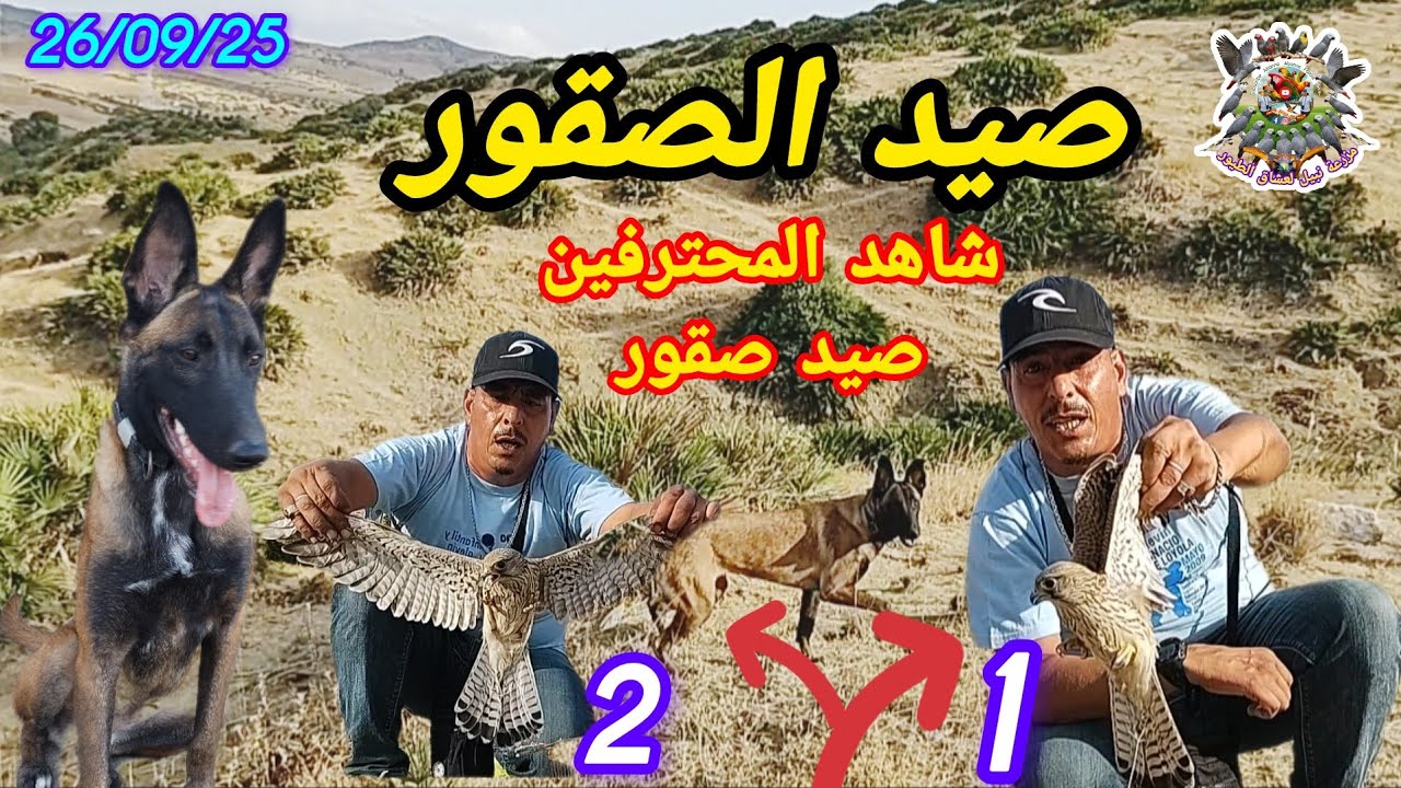 أخطر رحلة صيد صقور الجزيرة العربية شمال المغرب كيف إصطدنا بعض أنواع صقور 👈🏃🦅🥢