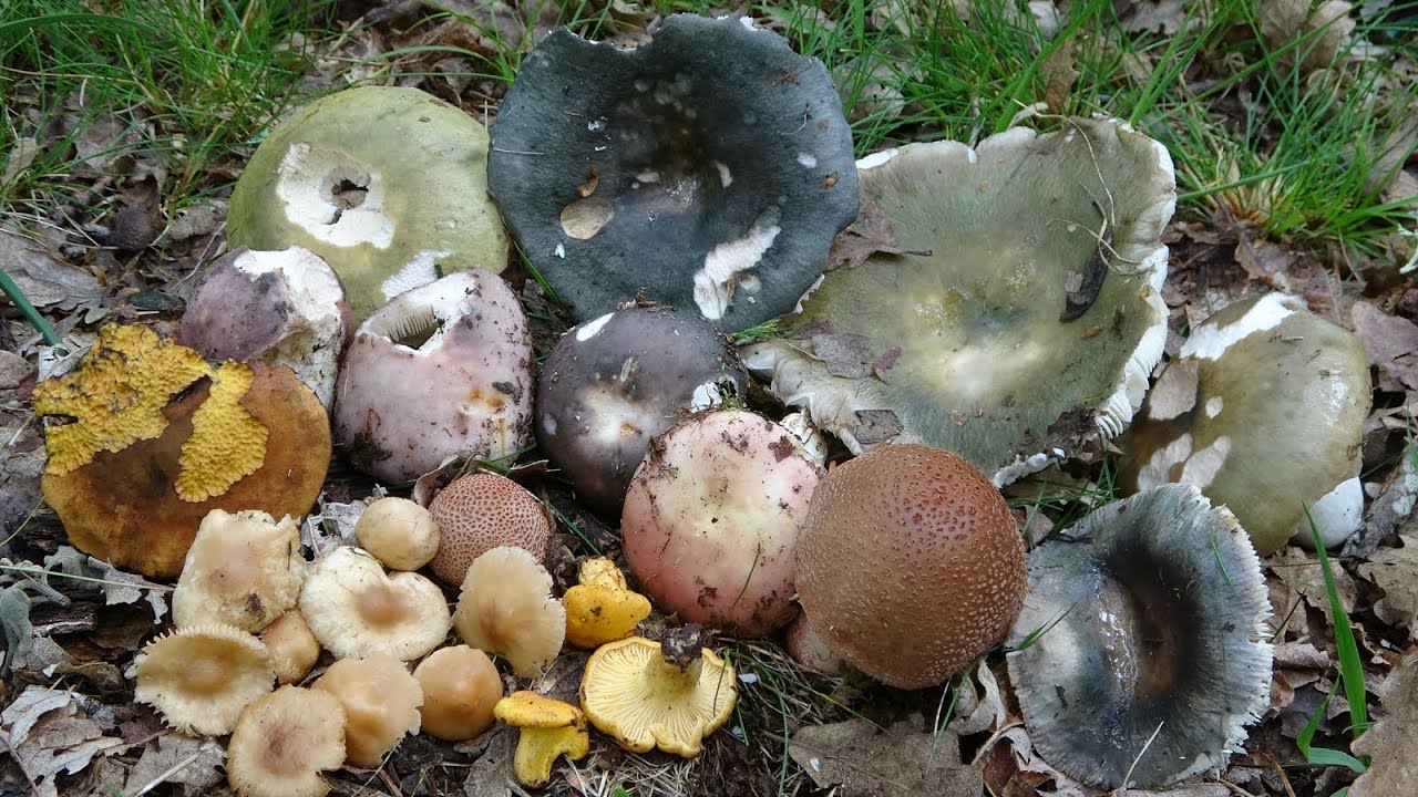 Setas comestibles de primavera   Edible spring mushrooms